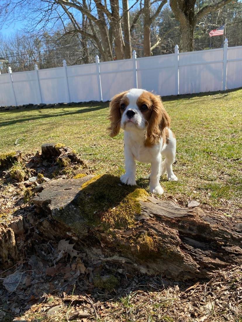 Cavalier King Charles Spaniel Puppies breeder image 4
