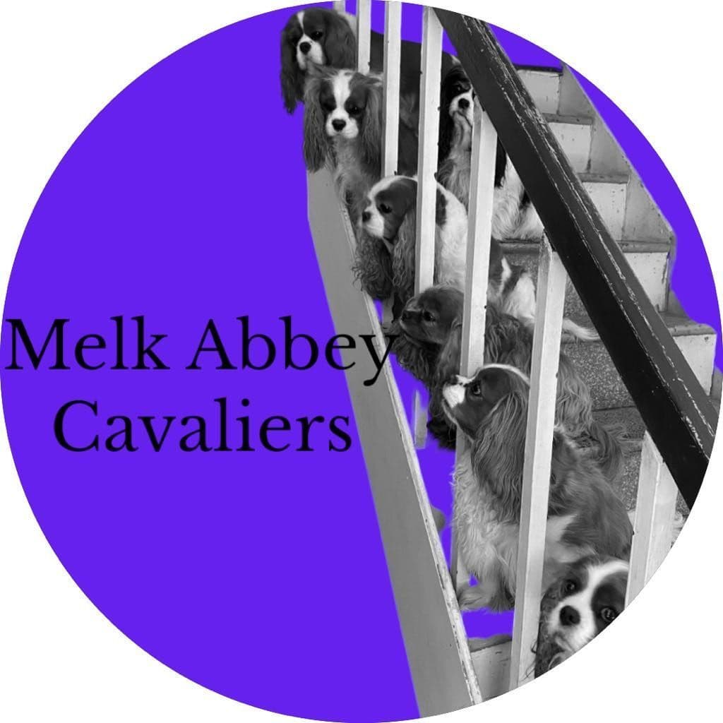 Cavalier King Charles Spaniel Puppies breeder image 13