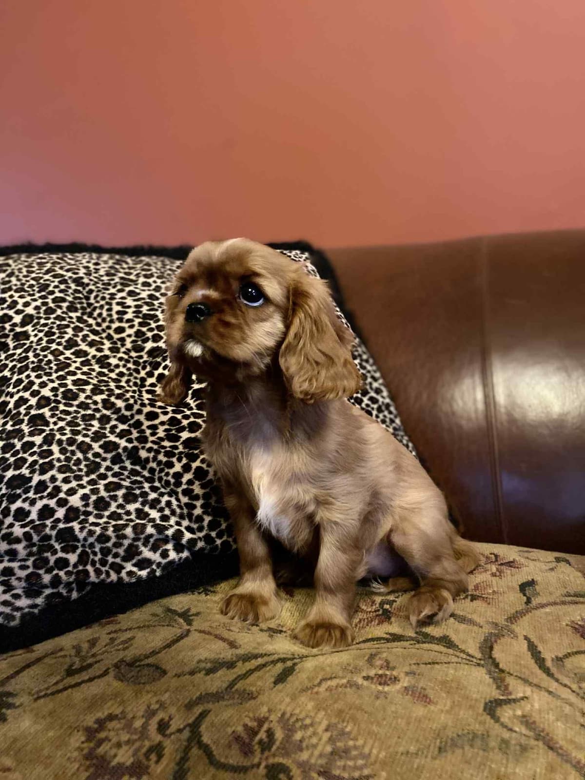 Cavalier King Charles Spaniel Puppies breeder image 15