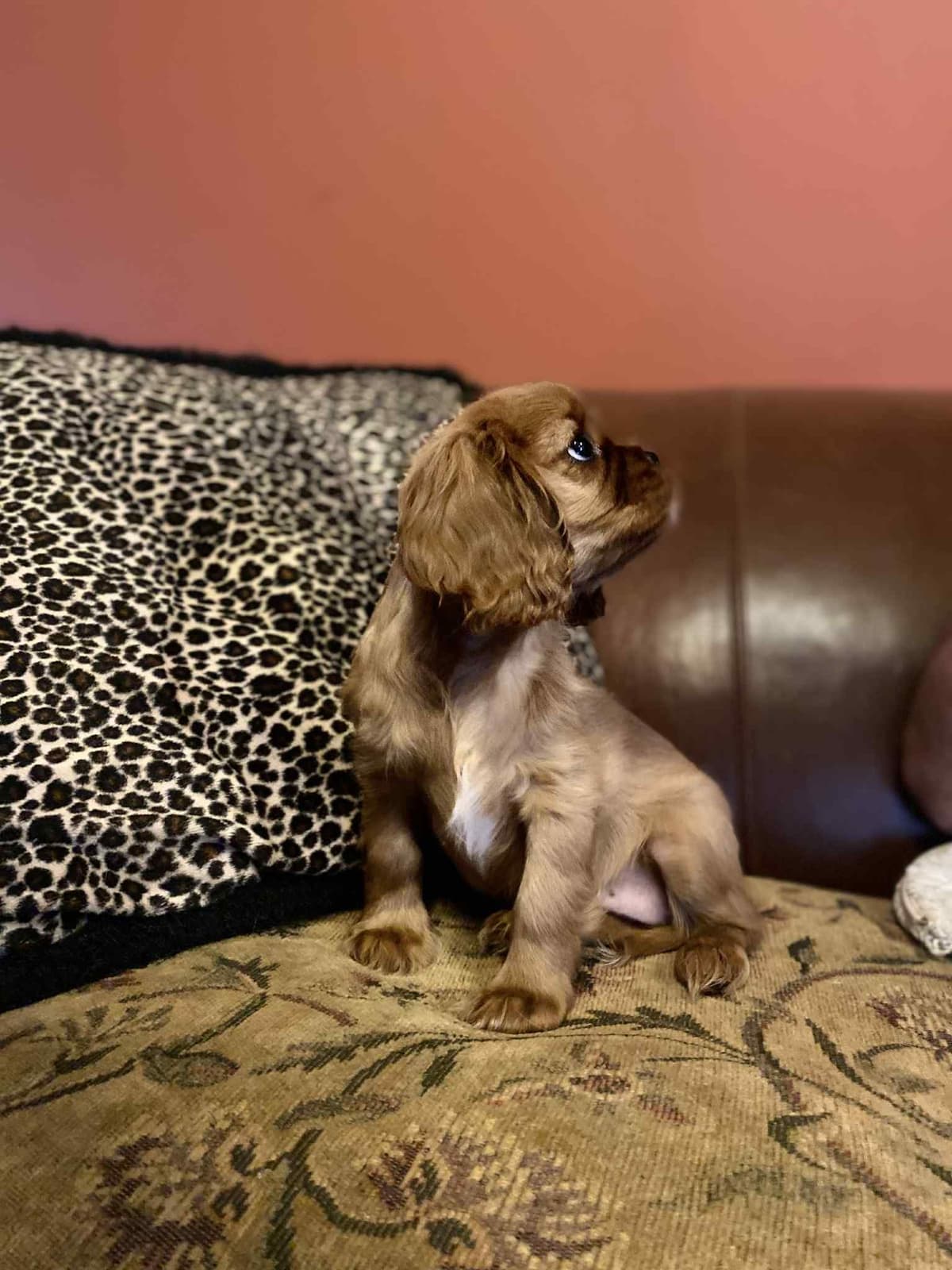 Cavalier King Charles Spaniel Puppies breeder image 17