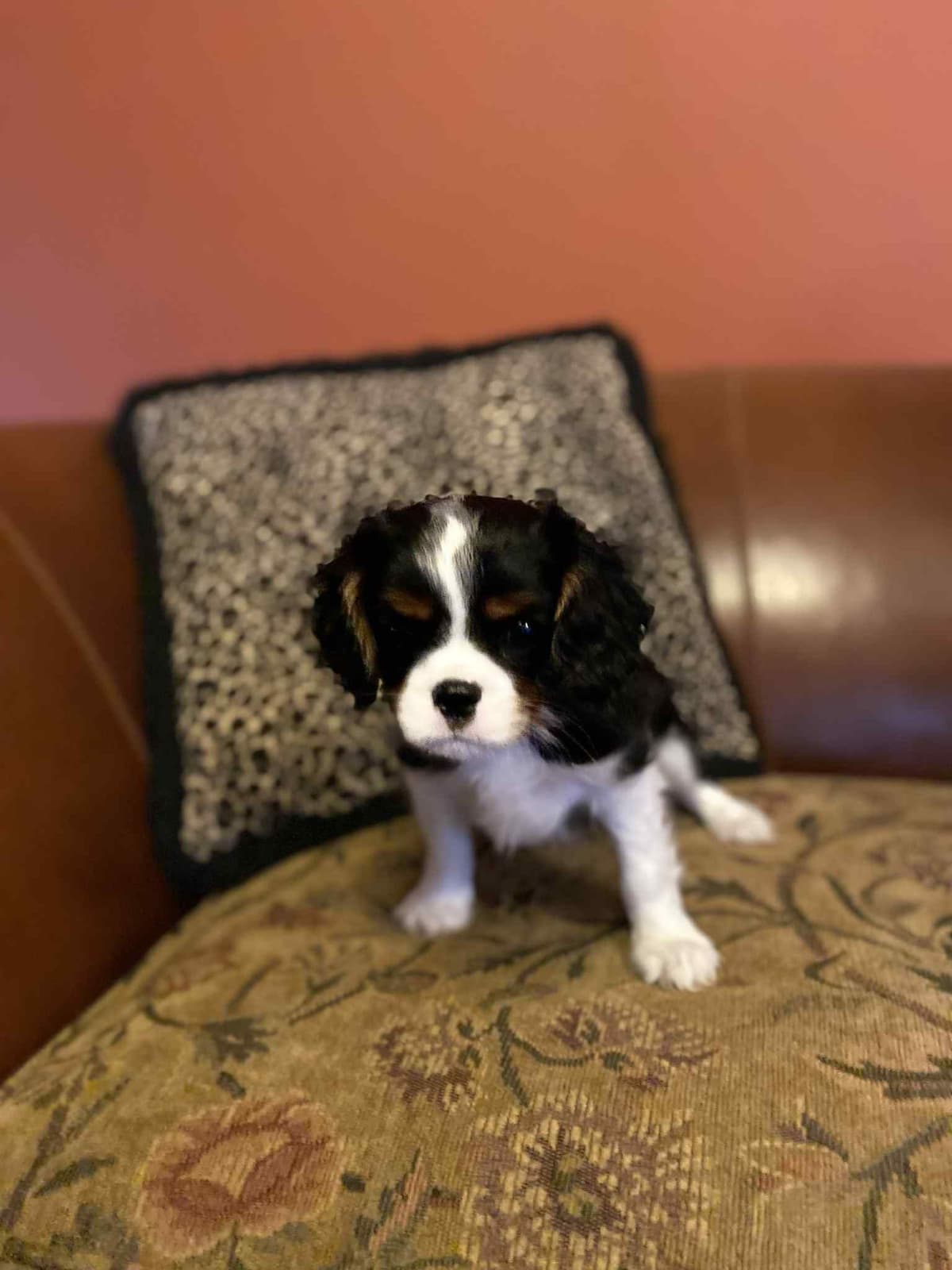 Cavalier King Charles Spaniel Puppies breeder image 18