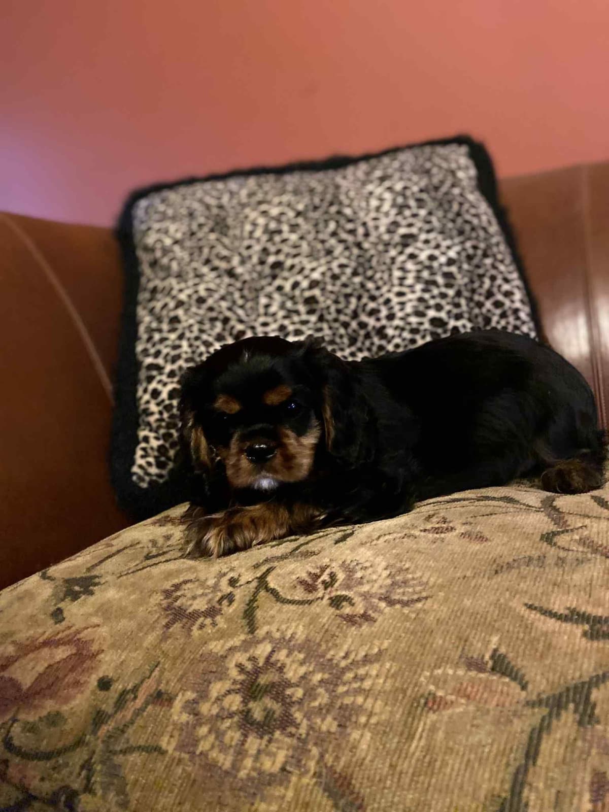 Cavalier King Charles Spaniel Puppies breeder image 19