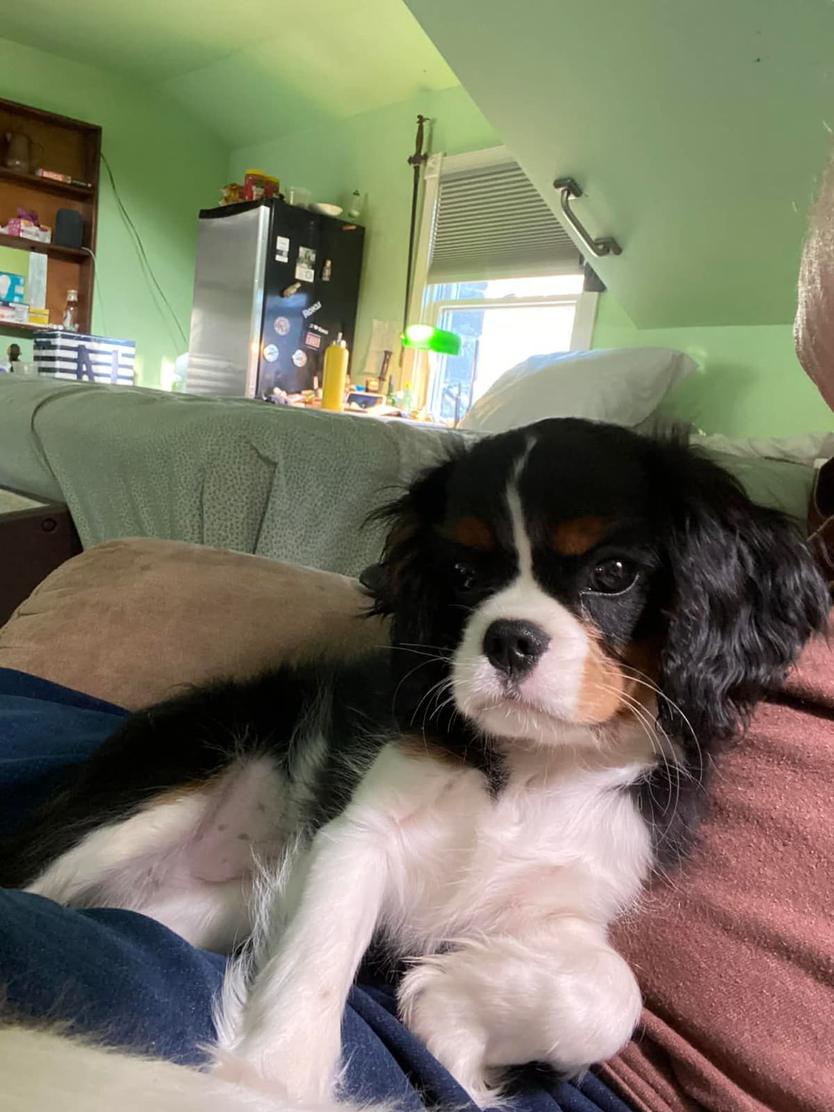 Cavalier King Charles Spaniel Puppies breeder image 20