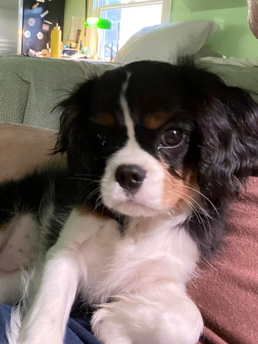 Cavalier King Charles Spaniel Puppies breeder image 21