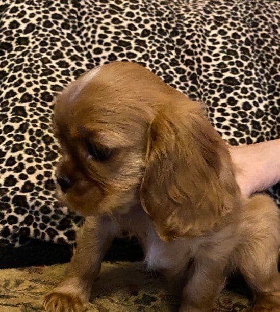 Cavalier King Charles Spaniel Puppies media 2