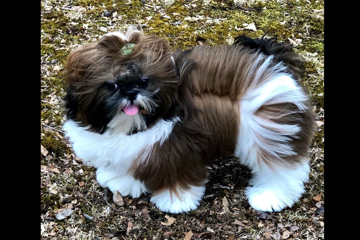 Shih Tzu Puppies Champion Bloodlines breeder image 1