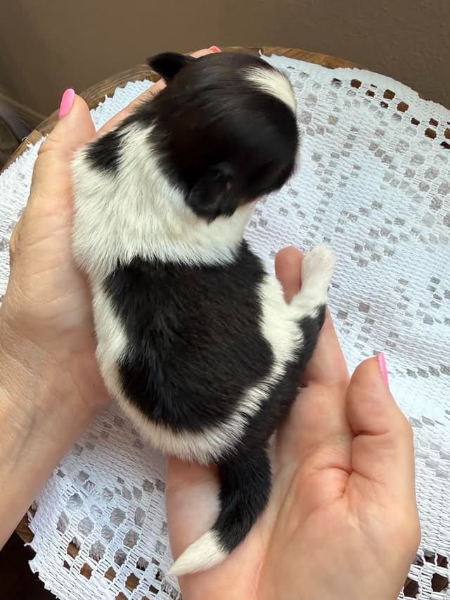 Shih Tzu Puppies Champion Bloodlines media 2