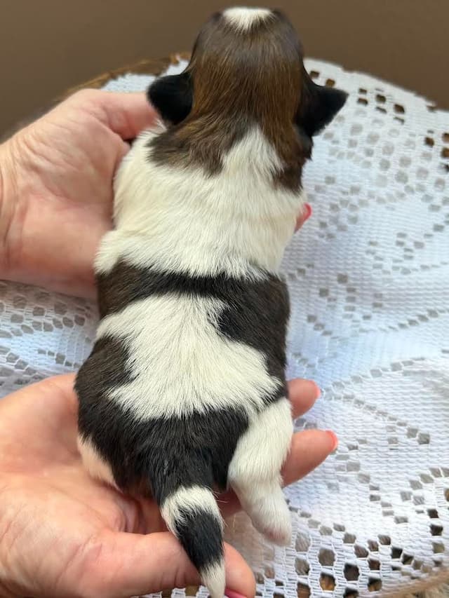 Shih Tzu Puppies Champion Bloodlines media 3