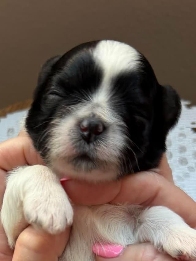 Shih Tzu Puppies Champion Bloodlines media 4