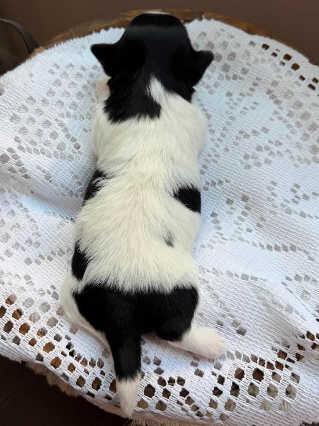 Shih Tzu Puppies Champion Bloodlines media 5