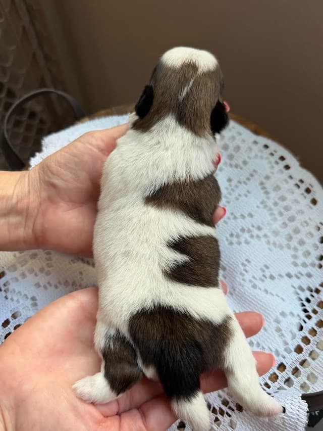 Shih Tzu Puppies Champion Bloodlines media 6