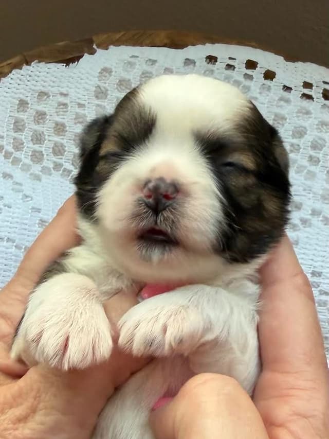 Shih Tzu Puppies Champion Bloodlines media 7
