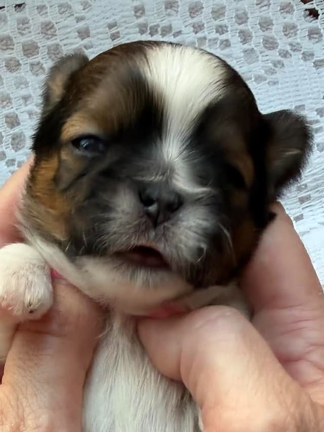 Shih Tzu Puppies Champion Bloodlines media 8