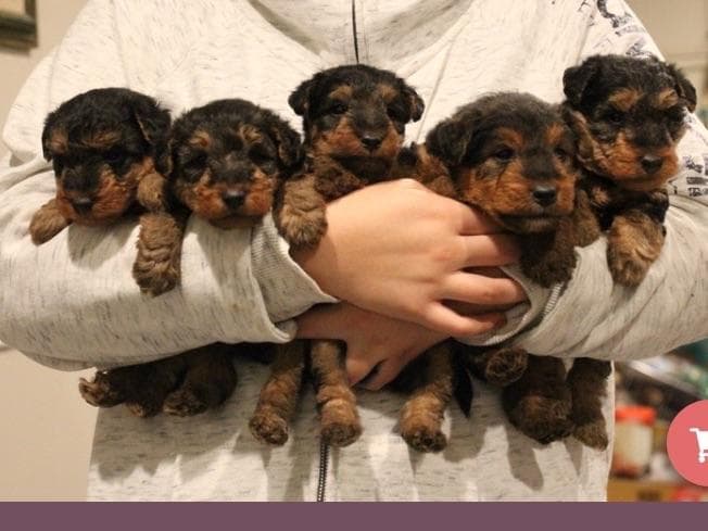 Airedale Terrier Puppies breeder image 3