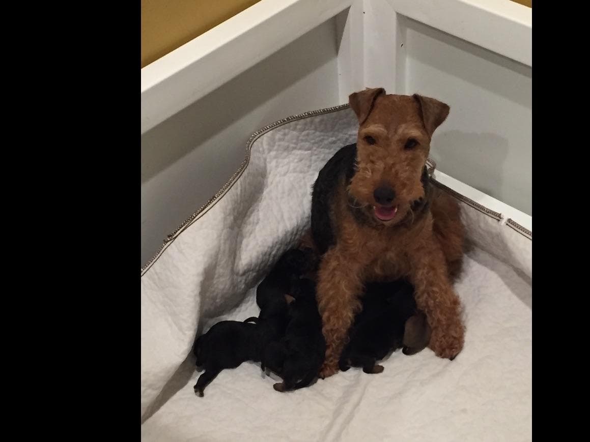 Airedale Terrier Puppies breeder image 8