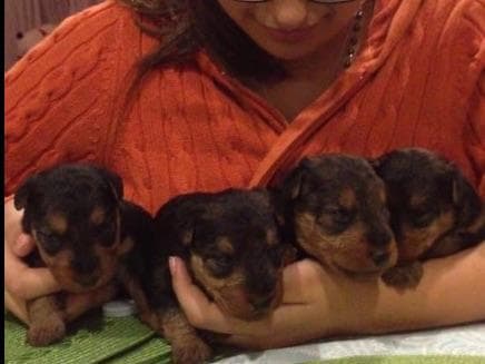 Airedale Terrier Puppies breeder image 9