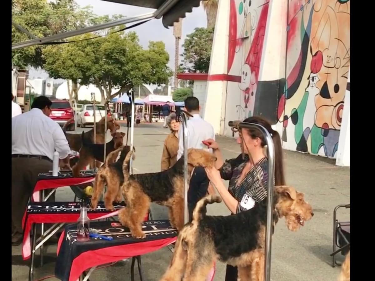Airedale Terrier Puppies breeder image 1