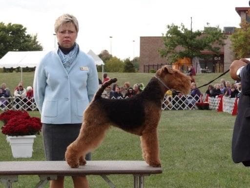 Airedale Terrier Puppies breeder image 6