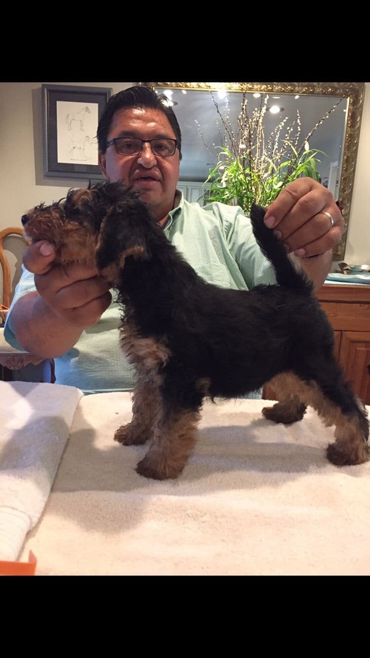 Airedale Terrier Puppies breeder image 10