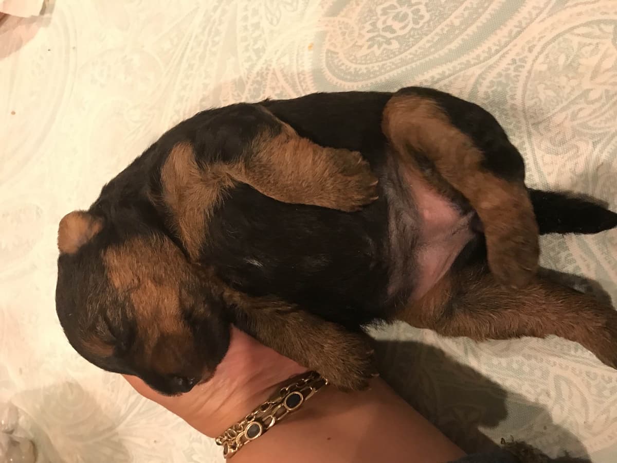Airedale Terrier Puppies breeder image 14