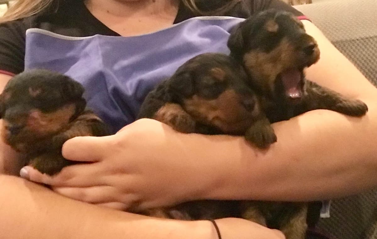 Airedale Terrier Puppies breeder image 13