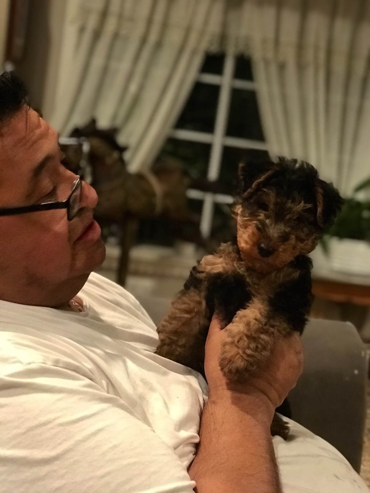 Airedale Terrier Puppies breeder image 16