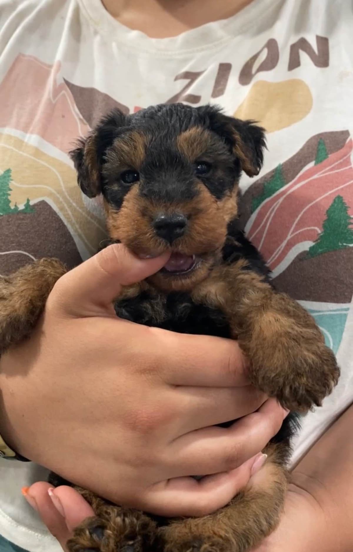 Airedale Terrier Puppies breeder image 19