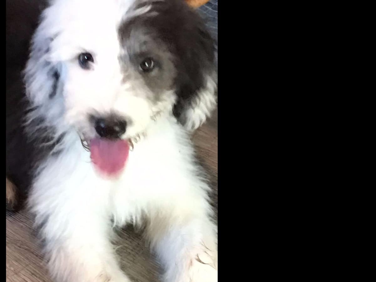 Old English Sheepdog Puppies breeder image 1