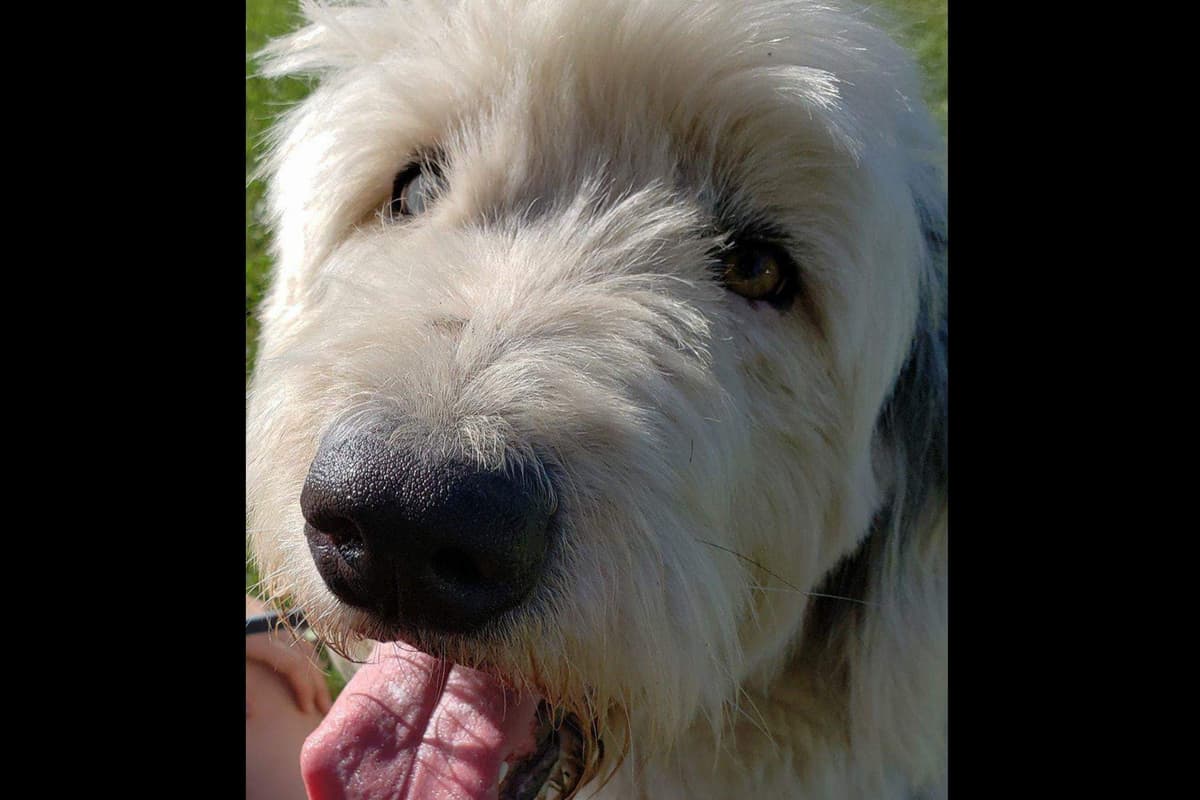 Old English Sheepdog Puppies breeder image 9