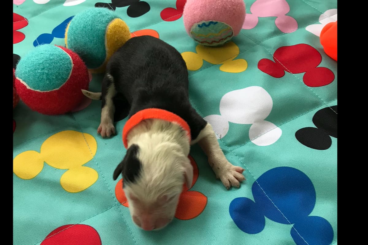 Old English Sheepdog Puppies breeder image 8