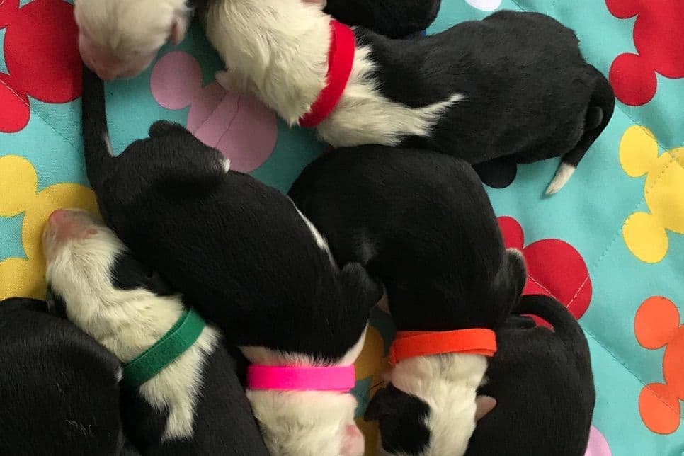 Old English Sheepdog Puppies breeder image 7