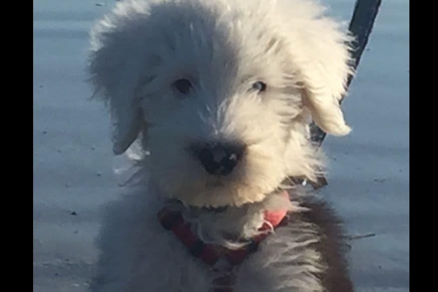 Old English Sheepdog Puppies breeder image 6