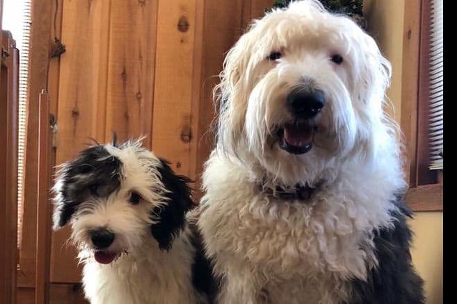 Old English Sheepdog Puppies breeder image 5
