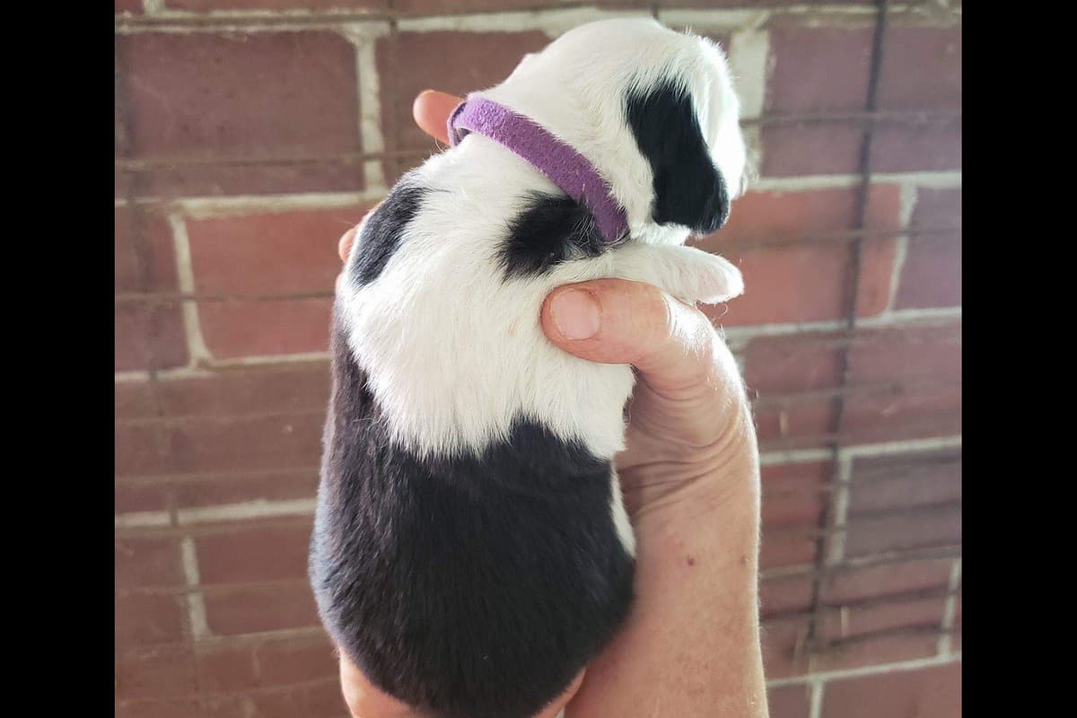 Old English Sheepdog Puppies breeder image 3