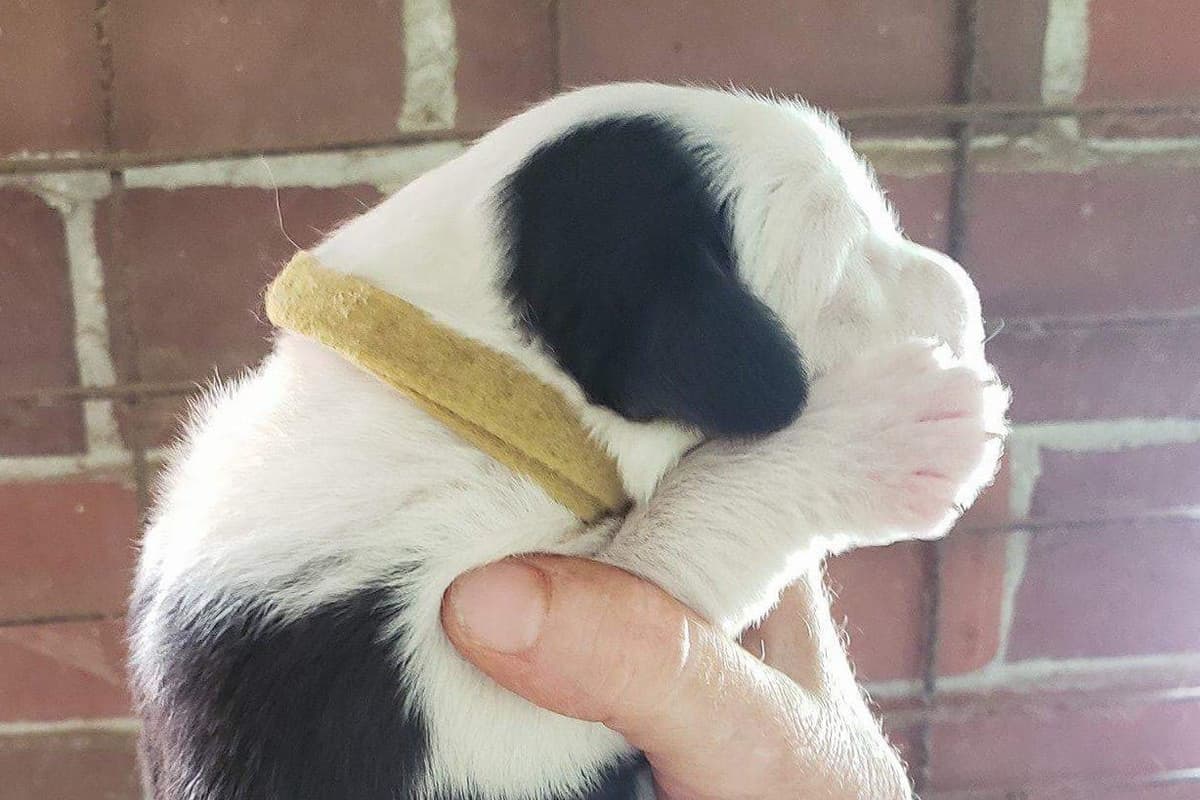 Old English Sheepdog Puppies breeder image 2