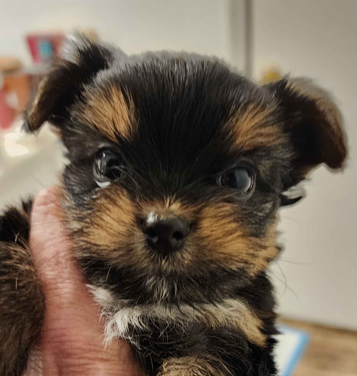 Yorkshire Terrier Puppies breeder image 1