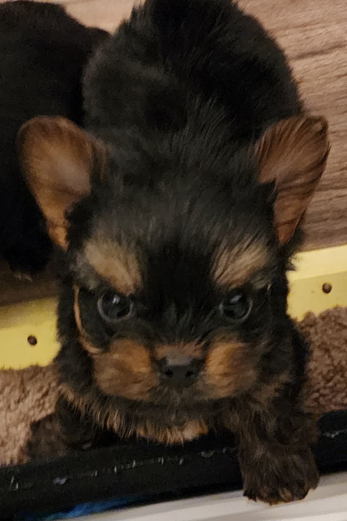 Yorkshire Terrier Puppies breeder image 3