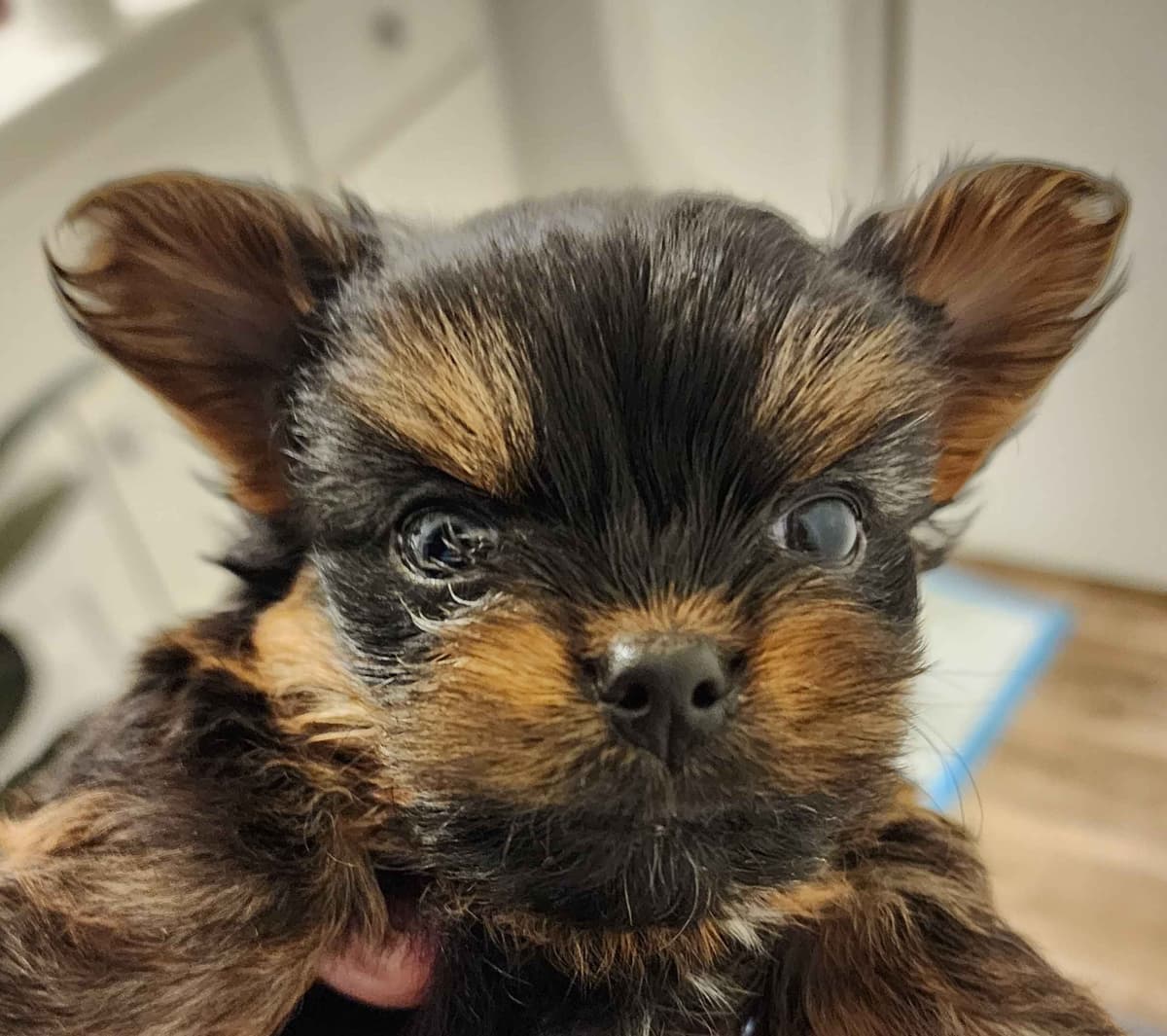 Yorkshire Terrier Puppies breeder image 5