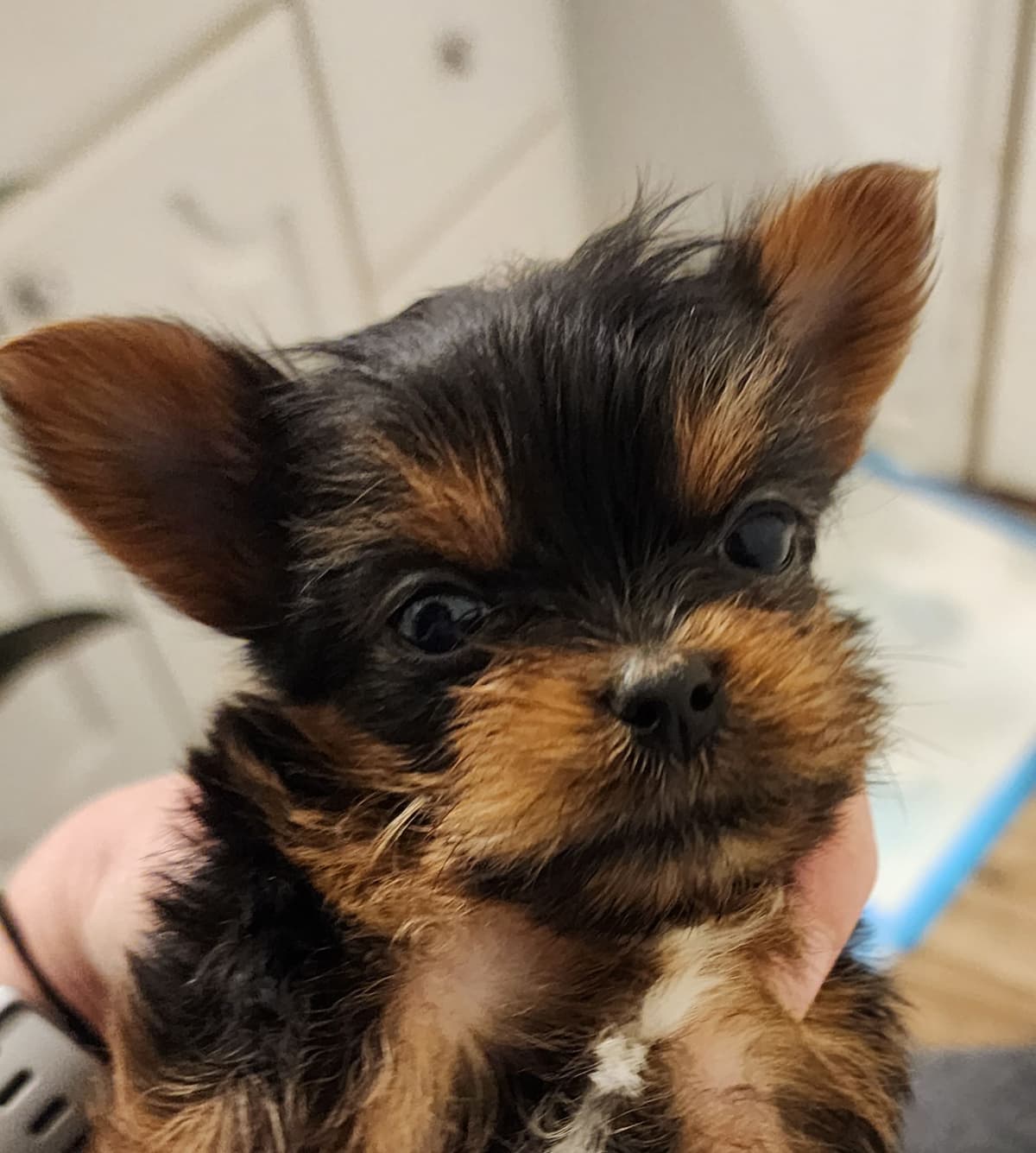Yorkshire Terrier Puppies breeder image 4