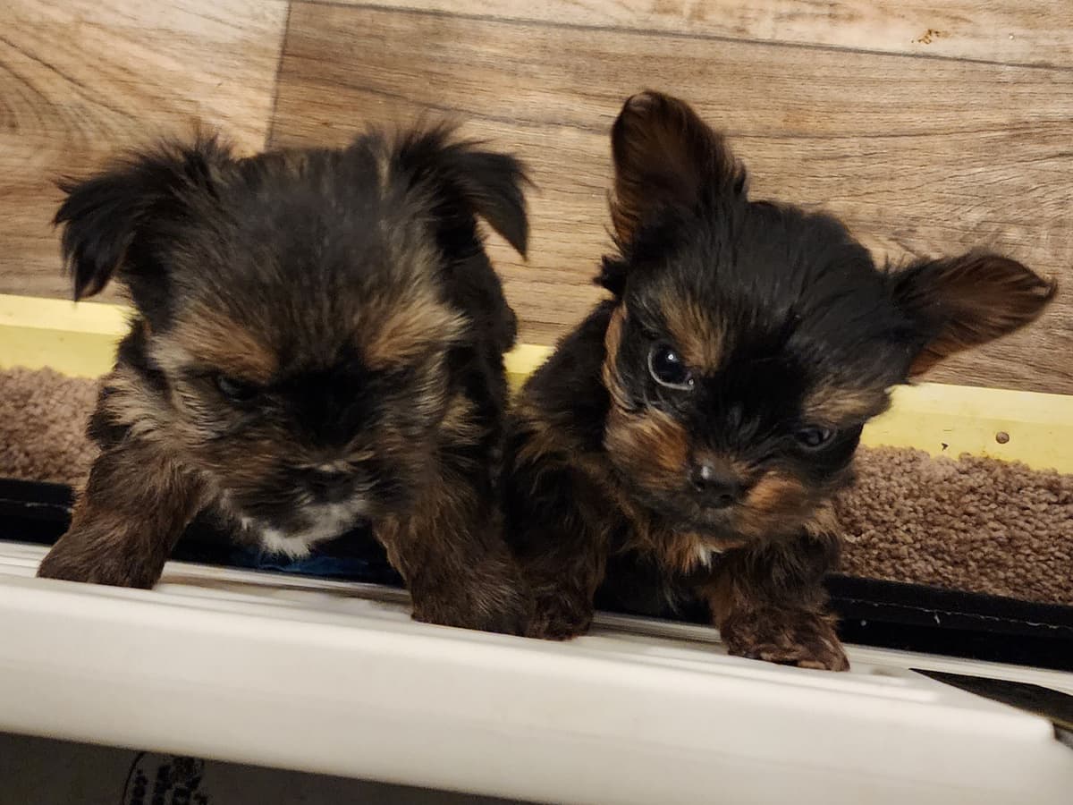 Yorkshire Terrier Puppies breeder image 8