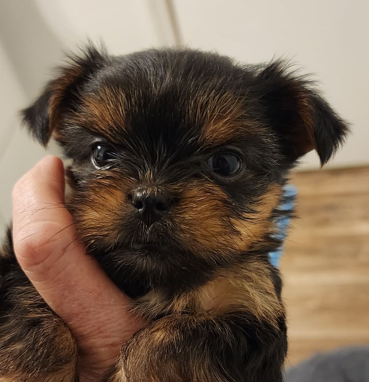 Yorkshire Terrier Puppies breeder image 6