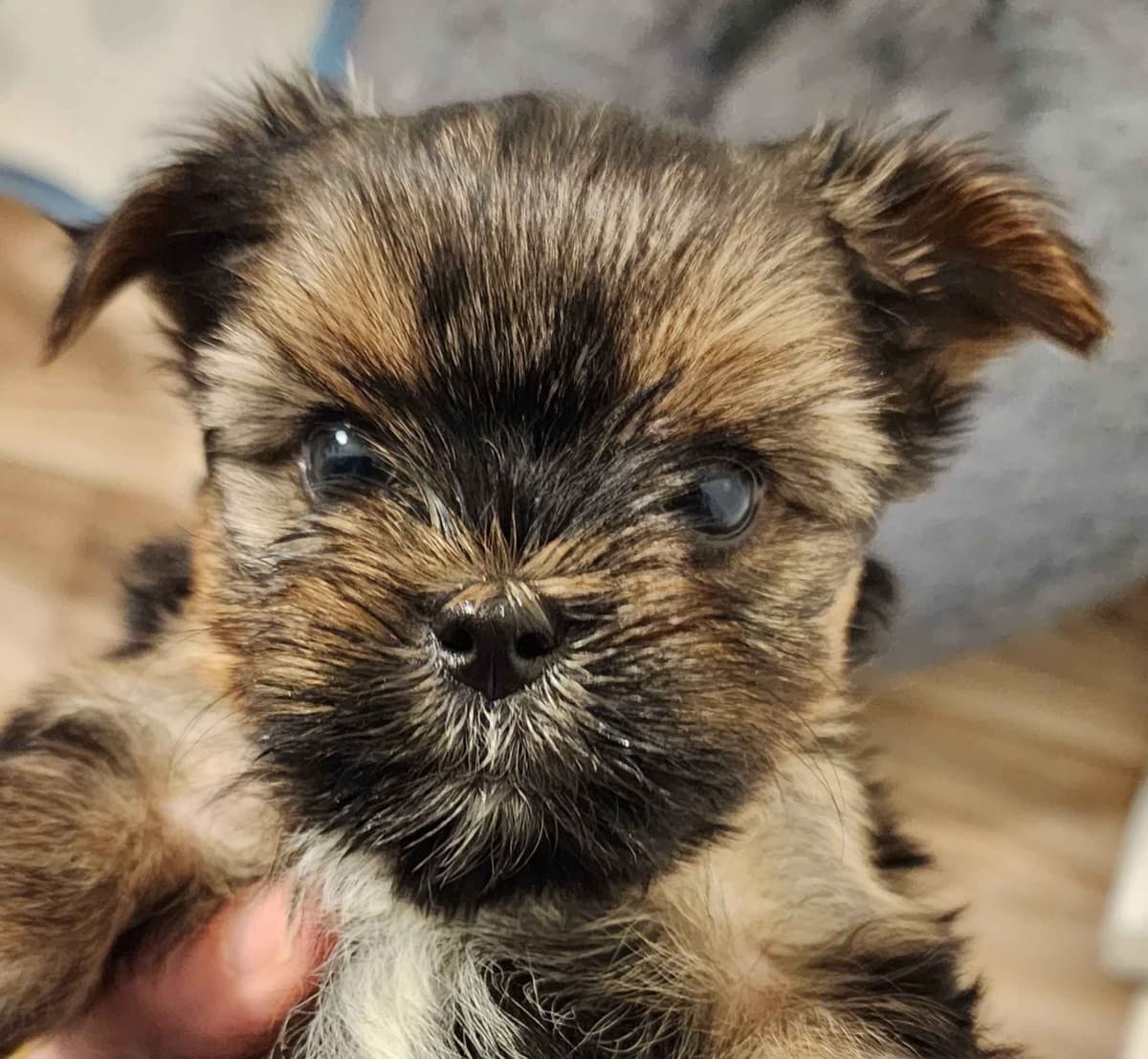 Yorkshire Terrier Puppies breeder image 7
