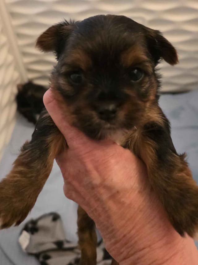 Yorkshire Terrier Puppies media 2