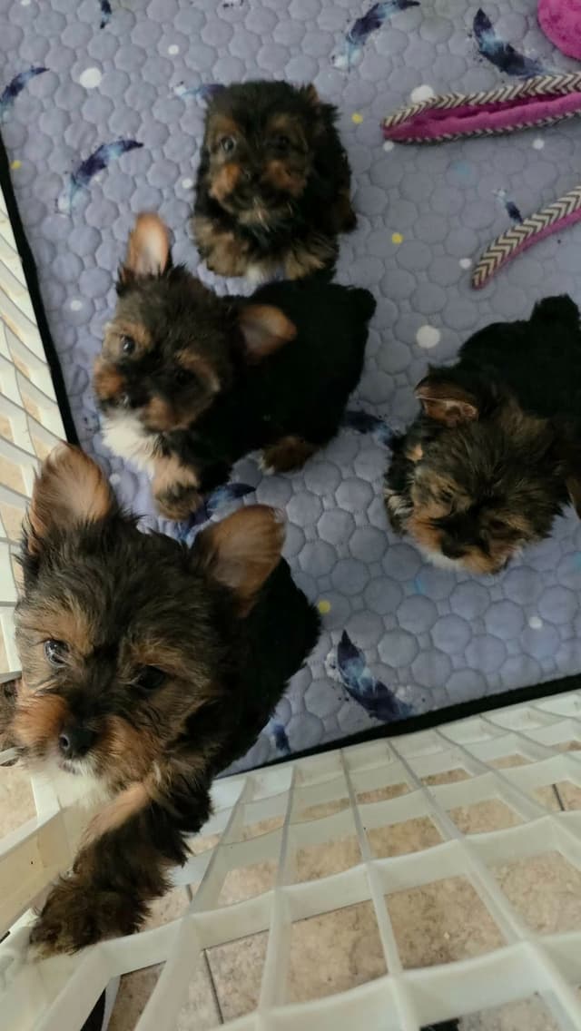 Yorkshire Terrier Puppies media 3