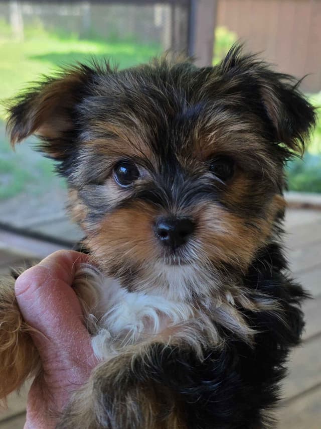 Yorkshire Terrier Puppies media 4