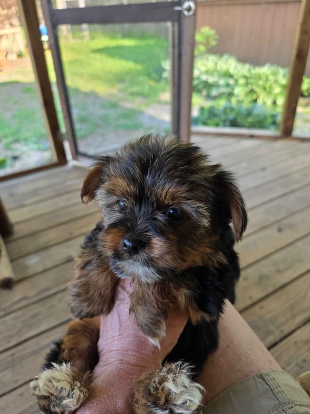 Yorkshire Terrier Puppies media 5