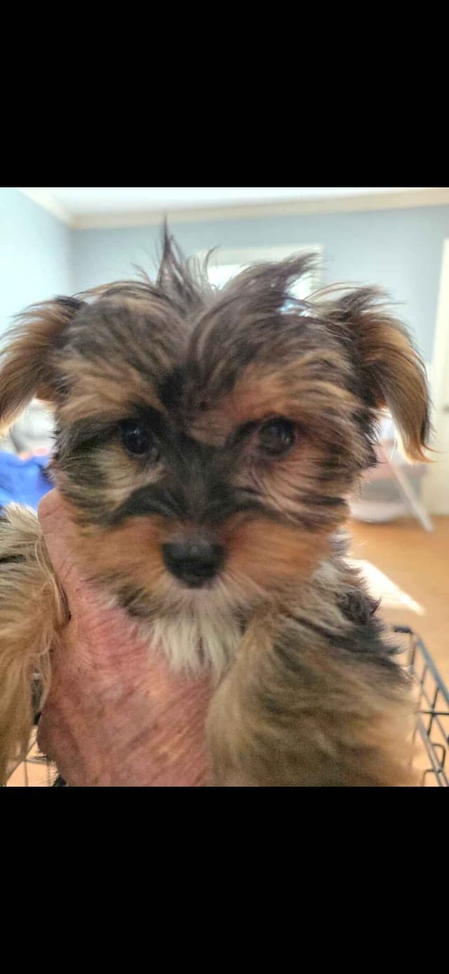 Yorkshire Terrier Puppies media 6