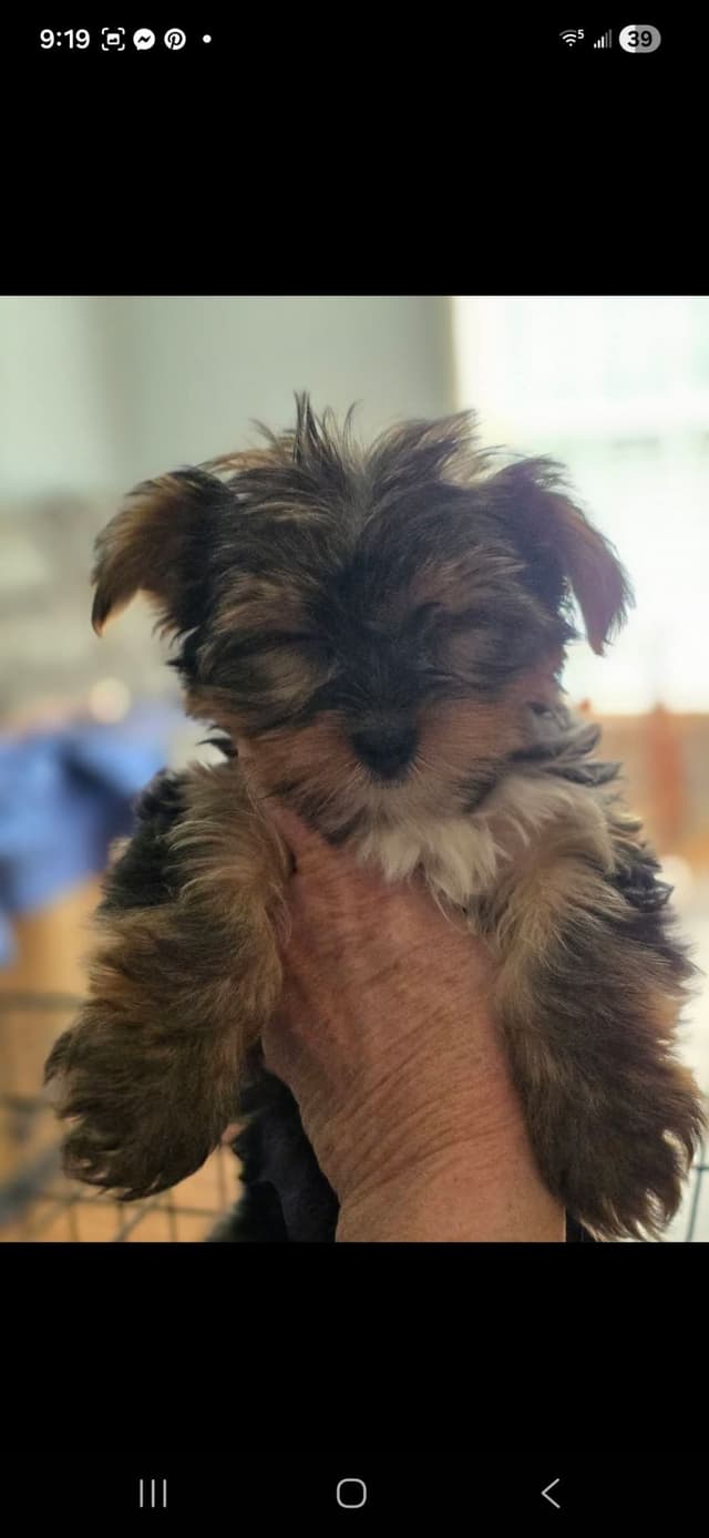 Yorkshire Terrier Puppies media 7