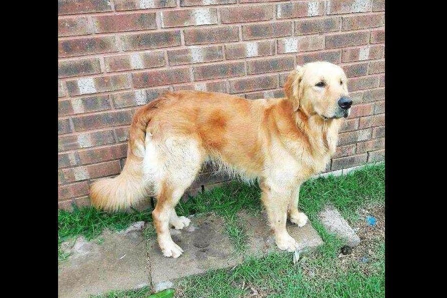 Golden Retriever Puppies breeder image 1
