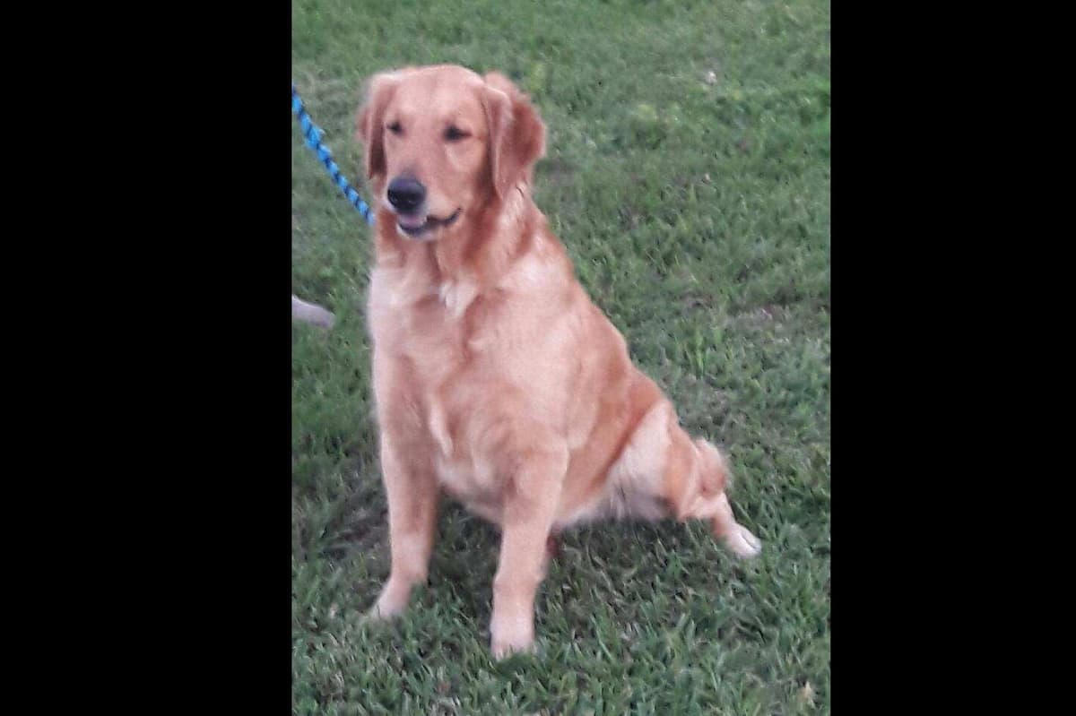 Golden Retriever Puppies breeder image 6